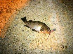 新浜漁港で湾内でライトゲーム、数釣りが楽しめました