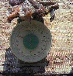 沖一文字スリットでも大きいタコ！！1.65kgを頭に5杯！