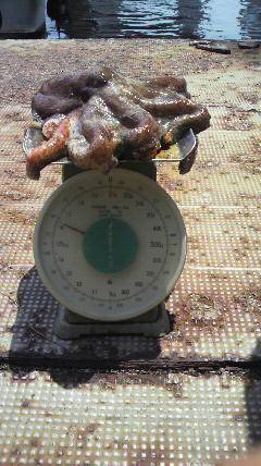 沖一文字スリットでも大きいタコ！！1.65kgを頭に5杯！