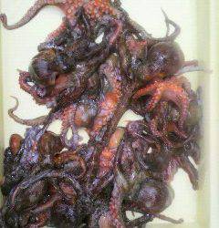 岸和田一文字　タコの好釣果出てます！