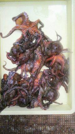 岸和田一文字　タコの好釣果出てます！