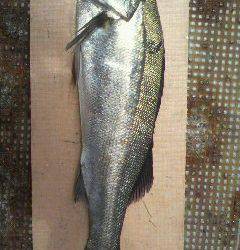 沖一文字スリットでのシーバスルアーゲーム釣果