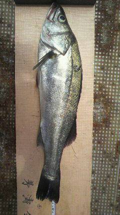 沖一文字スリットでのシーバスルアーゲーム釣…