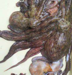 岸和田、各所でタコが釣れすぎです！