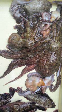 岸和田、各所でタコが釣れすぎです！