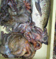 岸和田、各所でタコが釣れすぎです！