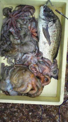 岸和田、各所でタコが釣れすぎです！