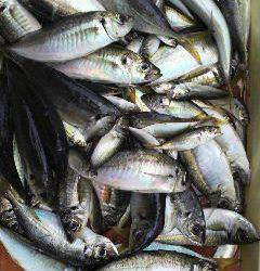 沖一文字北でのサビキ釣り　24cmのナイスサイズ鯵♪