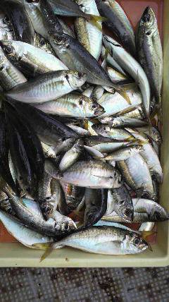 沖一文字北でのサビキ釣り　24cmのナイスサイズ鯵♪