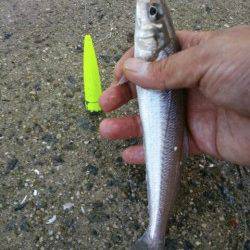 エアシンカーでピンギス＠神戸空港