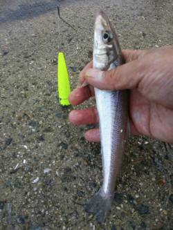 エアシンカーでピンギス＠神戸空港