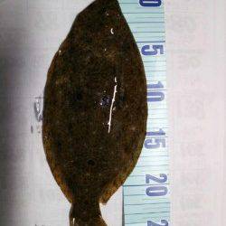 ワンキャストで初ヒット♪箱石海岸でヒラメ