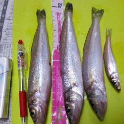 エアシンカーでピンギス＠神戸空港