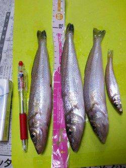 エアシンカーでピンギス＠神戸空港