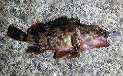 舞洲　短時間のメバリングでガシラ＆ボラ　明日からに期待です　