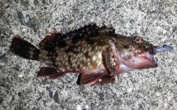 舞洲　短時間のメバリングでガシラ＆ボラ　明…