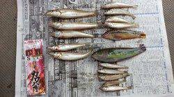 室津港　投げ釣りでキス14匹＆ベラ2匹　3歳のお子さんも楽しめました☆