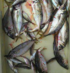 沖一文字北でサビキ　イイサイズのアジが釣れています