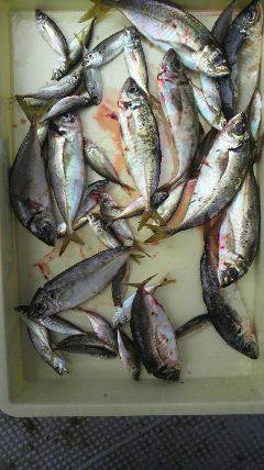 沖一文字北でサビキ　イイサイズのアジが釣れ…