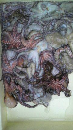 岸和田一文字　タコ〜300g1人で29ハイ