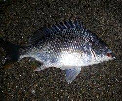 舞洲　22時からのチニングでキビレ2匹＆ガシラ1匹