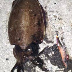 江井ヶ島でのエギング釣果　コウイカが乗りました