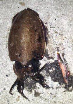 江井ヶ島でのエギング釣果　コウイカが乗りました