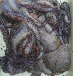 岸和田一文字　1.7kgの大型タコも出ました☆