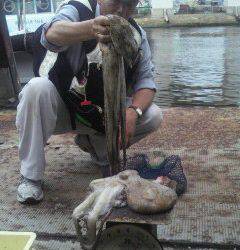 岸和田一文字　1.7kgの大型タコも出ました☆