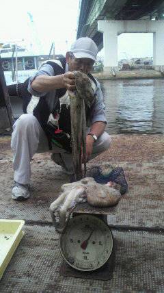 岸和田一文字　1.7kgの大型タコも出まし…