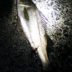 江尻　ルアーでシーバス52＆40cm☆