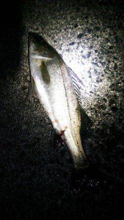 江尻　ルアーでシーバス52＆40cm☆