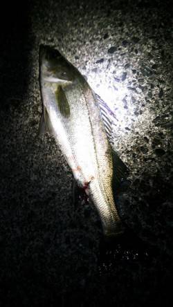 江尻　ルアーでシーバス52＆40cm☆