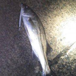 江尻　ルアーでシーバス52＆40cm☆