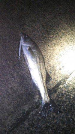 江尻　ルアーでシーバス52＆40cm☆