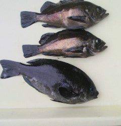 【27日】午前の沖の北・沖一文字での釣果