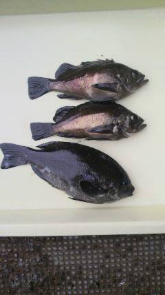 【27日】午前の沖の北・沖一文字での釣果