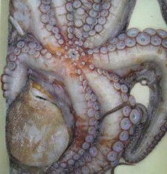 沖一文字北でシラサエビに3kgのタコが！