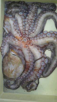 沖一文字北でシラサエビに3kgのタコが！