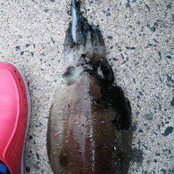 仕事帰りにエギング、墨族でコウイカヒット！