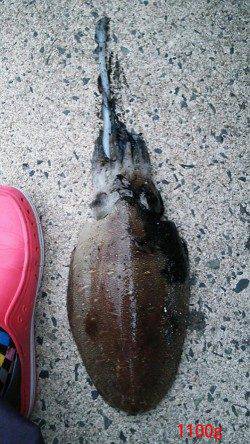 仕事帰りにエギング、墨族でコウイカヒット！