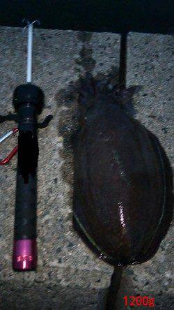 仕事帰りにエギング、墨族でコウイカヒット！