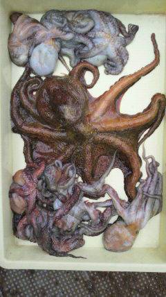 沖一文字スリット、午前中にタコ10杯・2.8kg