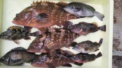 岸和田・沖一文字白灯で立派なアコウ！