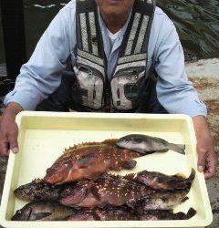 岸和田・沖一文字白灯で立派なアコウ！