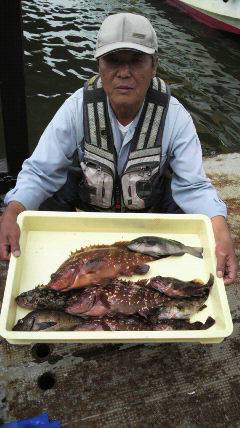 岸和田・沖一文字白灯で立派なアコウ!