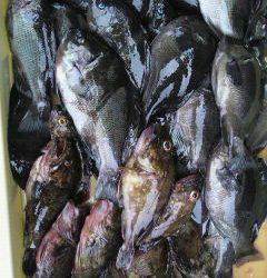 沖一文字北、グレ・ガシラ大漁でした♪