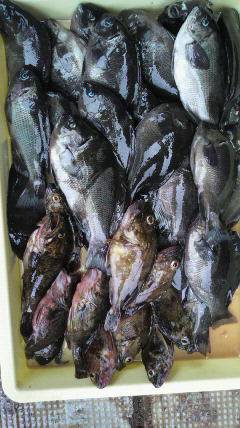 沖一文字北、グレ・ガシラ大漁でした♪