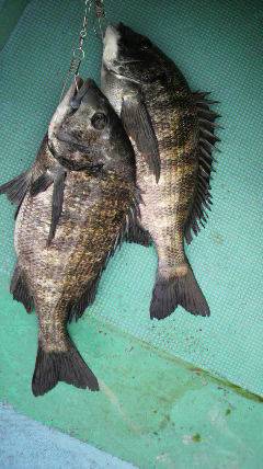 沖一文字スリットで落とし込み、良型チヌ2枚