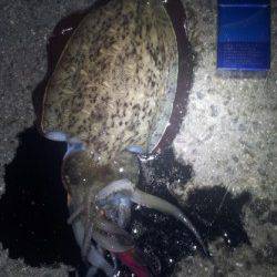 林崎漁港　約一時間ほどのエギングでコウイカがヒット！